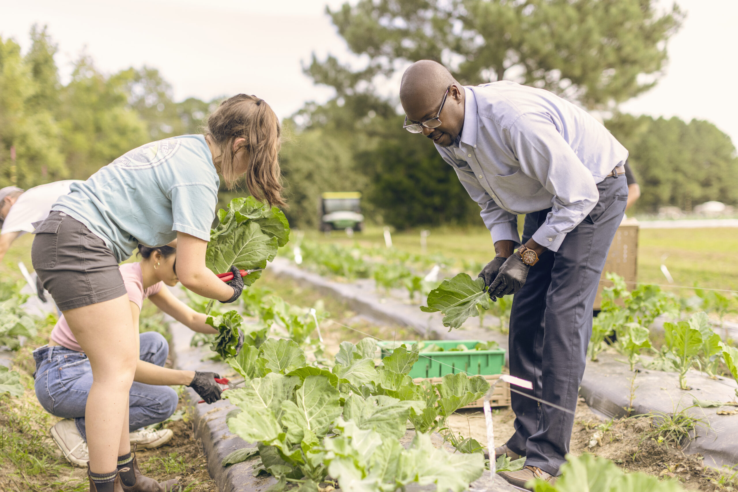 Four volunteers harvest lettuce in a community garden